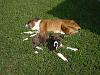 Looking for Boxer Pups...-picture-002.jpg