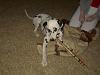 DFW: Found Dog - Dalmation-pdrm0015-large-.jpg