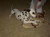 DFW: Found Dog - Dalmation-pdrm0016-large-.jpg