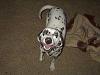 DFW: Found Dog - Dalmation-pdrm0010-large-.jpg