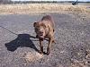 Couple of pitbulls that need a home-hershey2.jpg