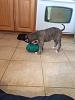 PIT BULL PUPPIES (whats your choice of food) PICS-image-3903504651.jpg