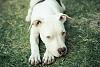 Free pit pup to good home. 6 mo w/ Cage-11147164_10153601345867980_5464638101091833625_o.jpg