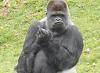 powder coating in Austin-gorilla-finger.jpg