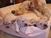 Free Golden Retriever puppies-pic05506.jpg