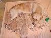 Free Golden Retriever puppies-pic06767.jpg