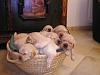 Free Golden Retriever puppies-pic30037.jpg