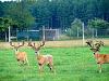 For all you deer hunters......-dsc01943.jpg