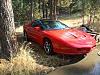 mint 95 firebird race shell-firebird.jpg