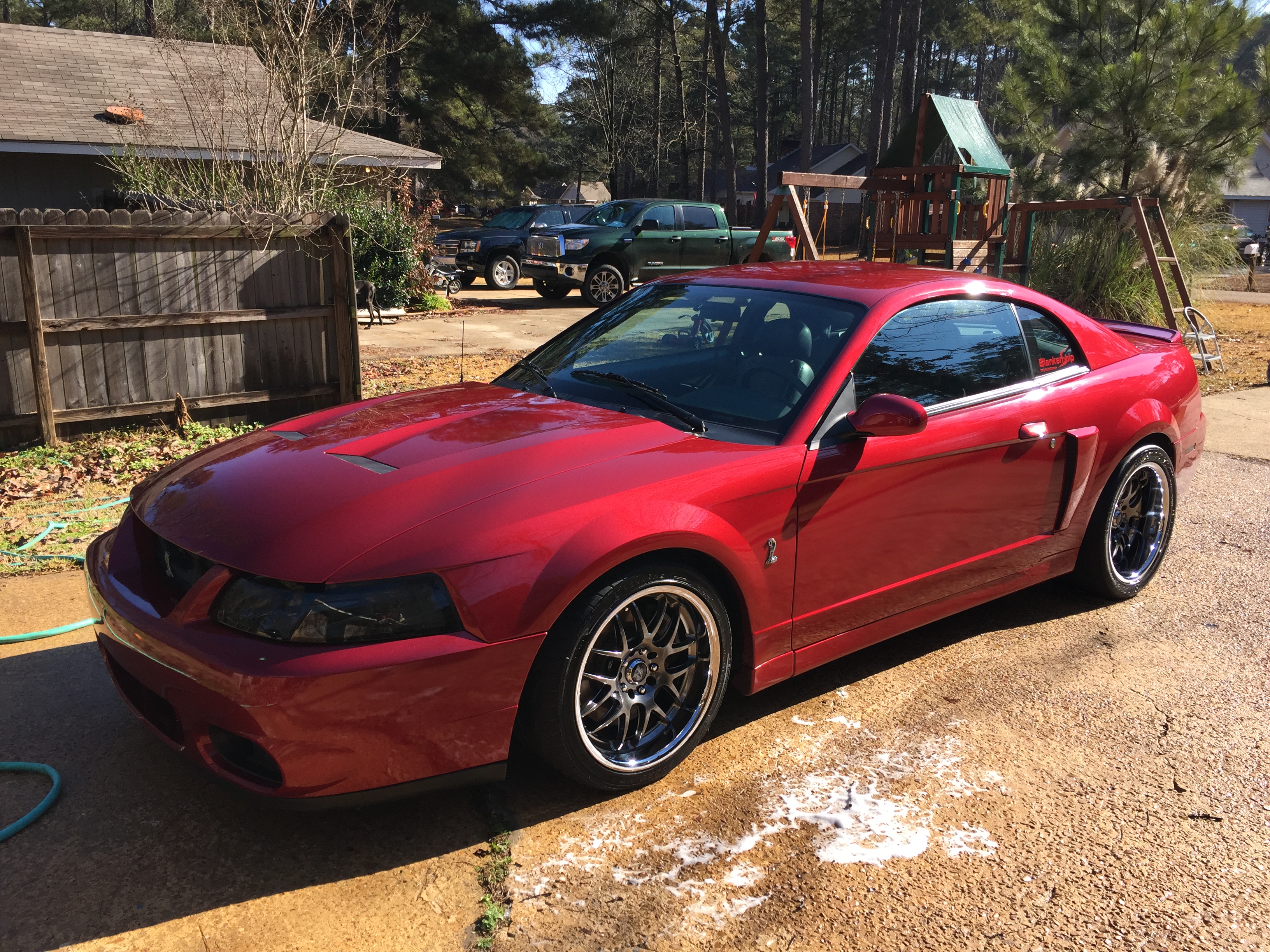 Mustang Terminator Vs Cobra