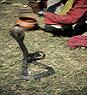 snake charmer's Avatar