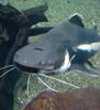 Camarocatfish's Avatar
