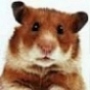 Hamster Dance's Avatar